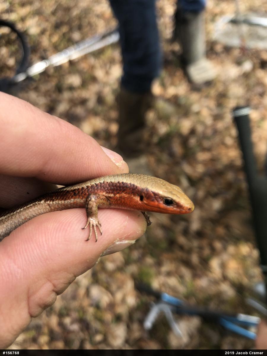 Northern Coal Skink