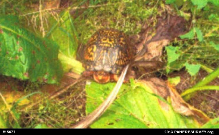 Eastern Box Turtle