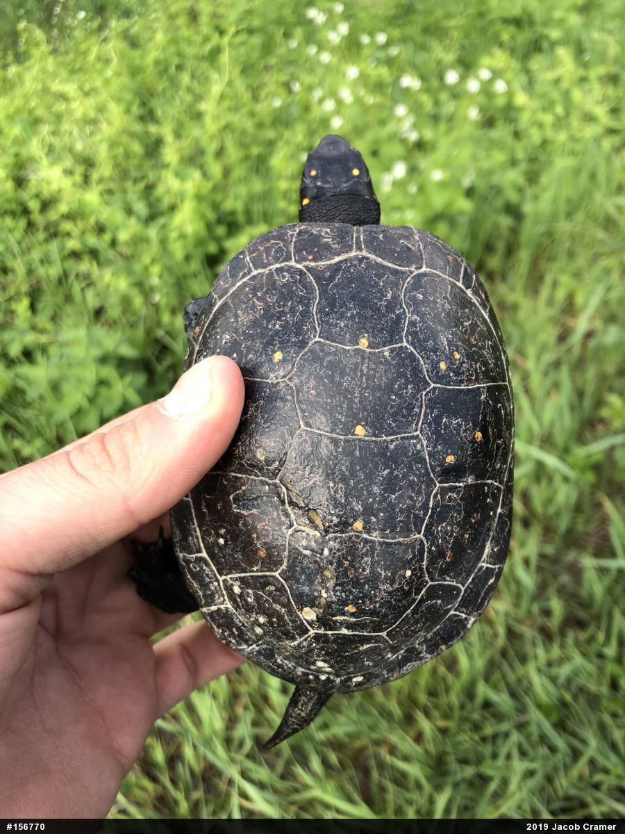 Spotted Turtle