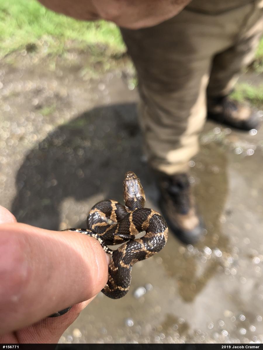 Northern Watersnake
