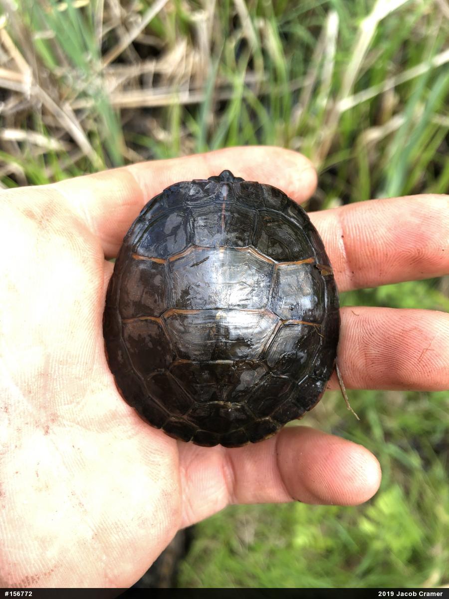 Eastern Painted Turtle