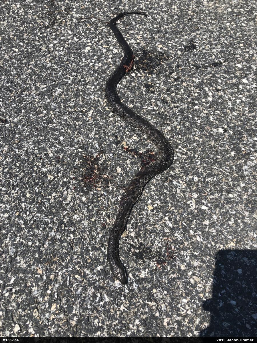 Eastern Ratsnake