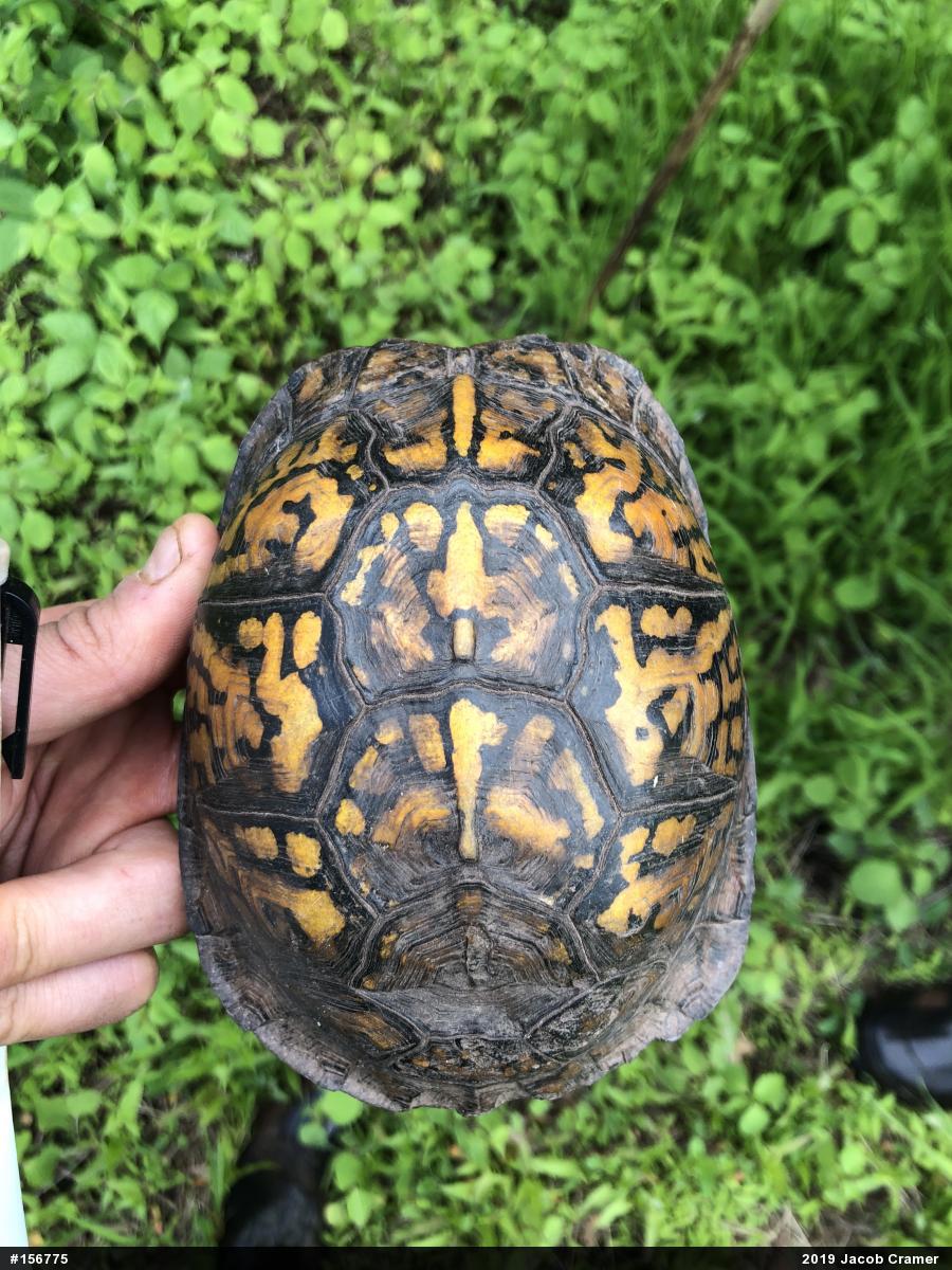 Eastern Box Turtle