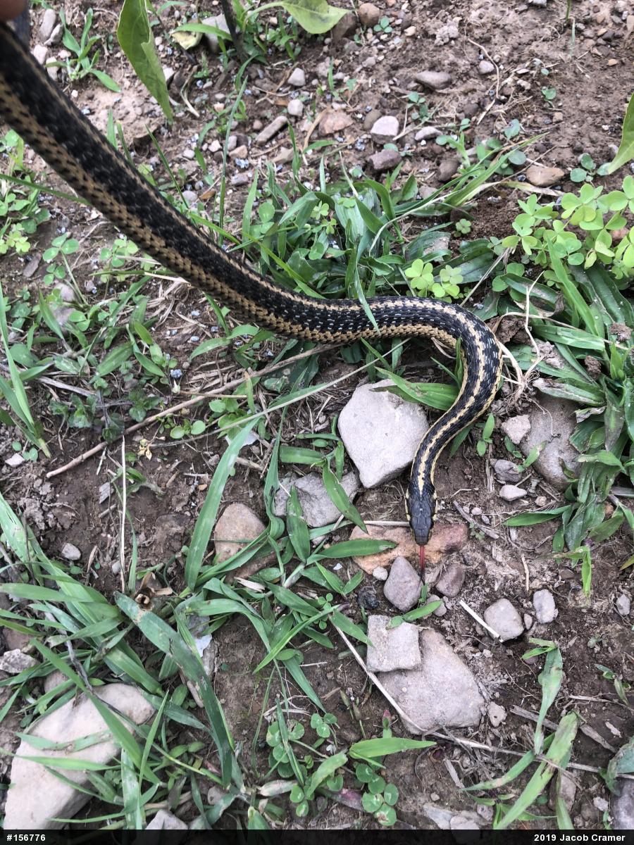 Eastern Gartersnake