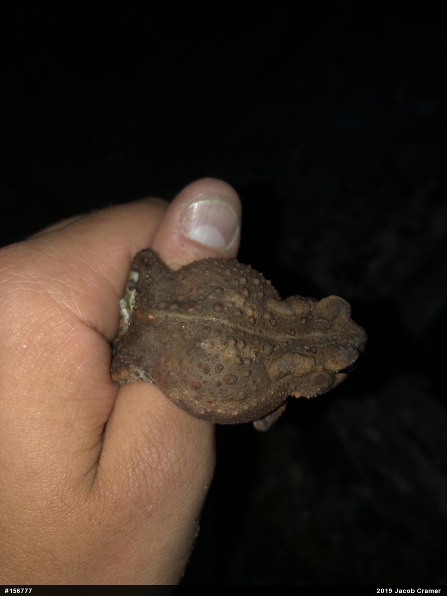 Eastern American Toad
