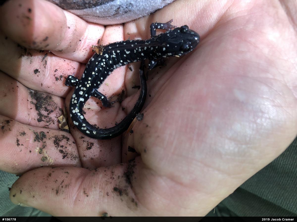 Northern Slimy Salamander