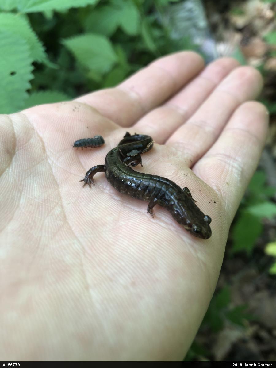 Allegheny Mountain Dusky Salamander