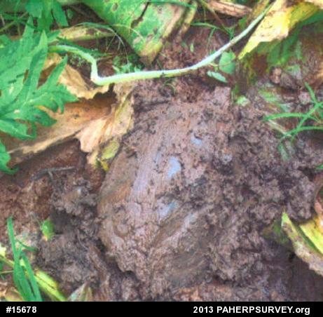 Snapping Turtle