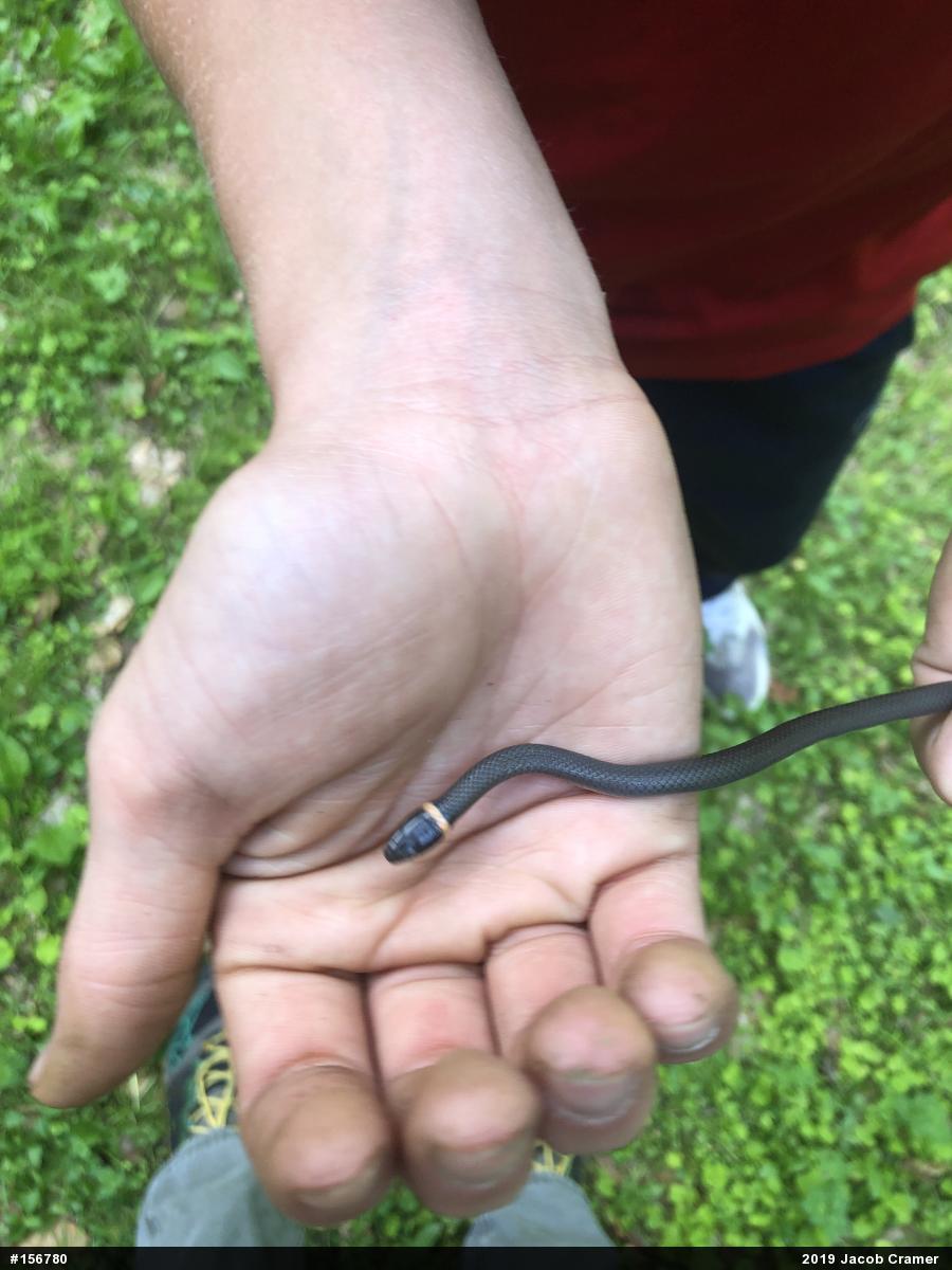 Northern Ring-necked Snake