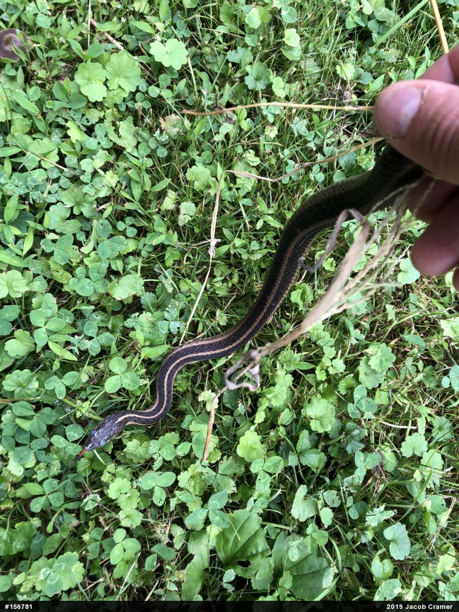 Eastern Gartersnake