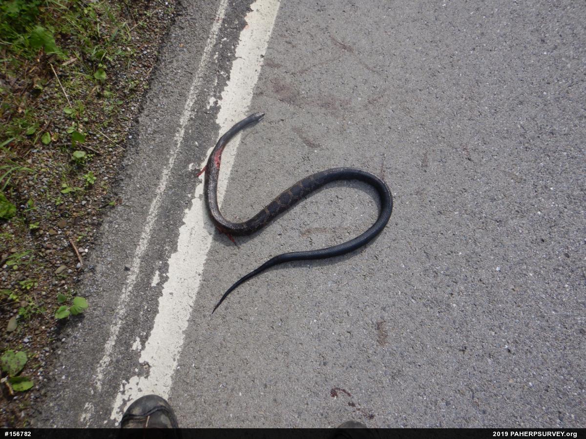 Eastern Ratsnake