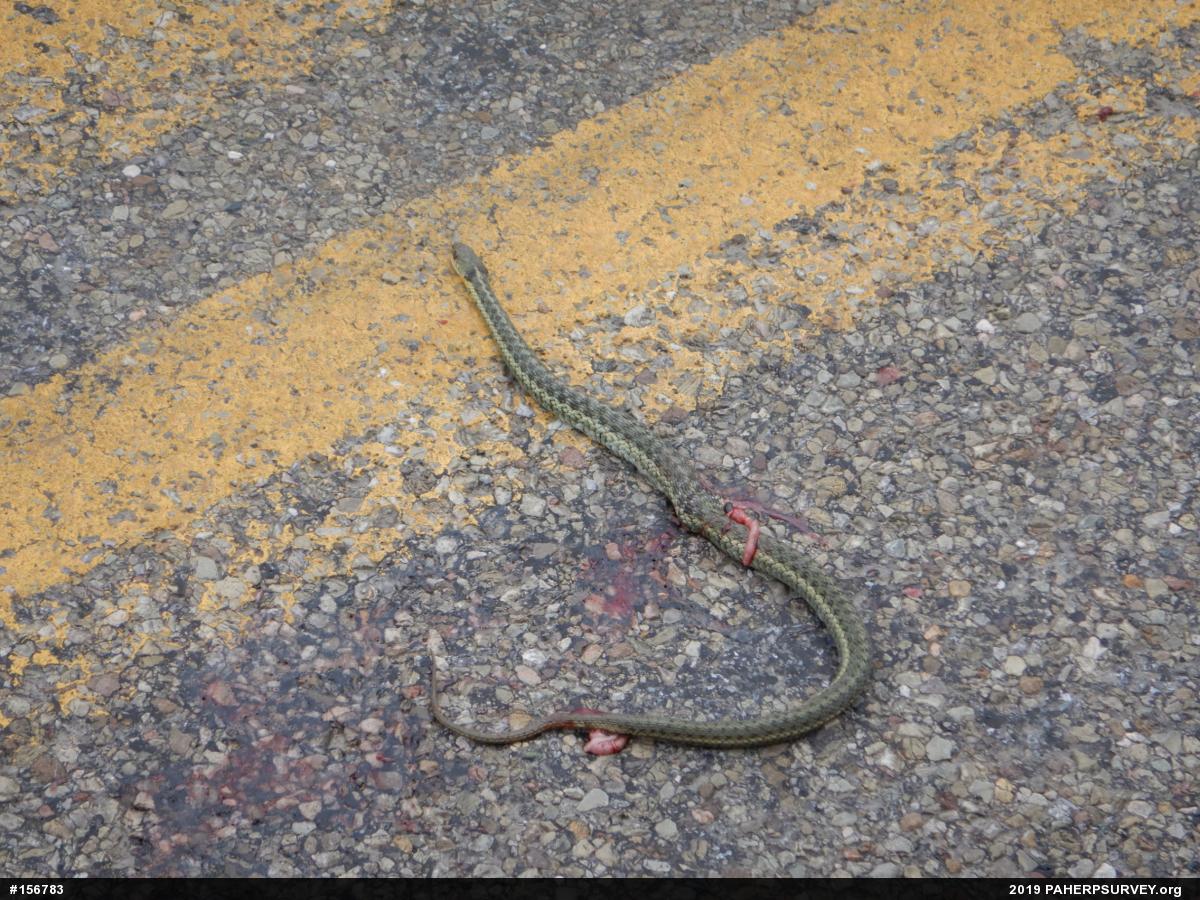 Eastern Gartersnake