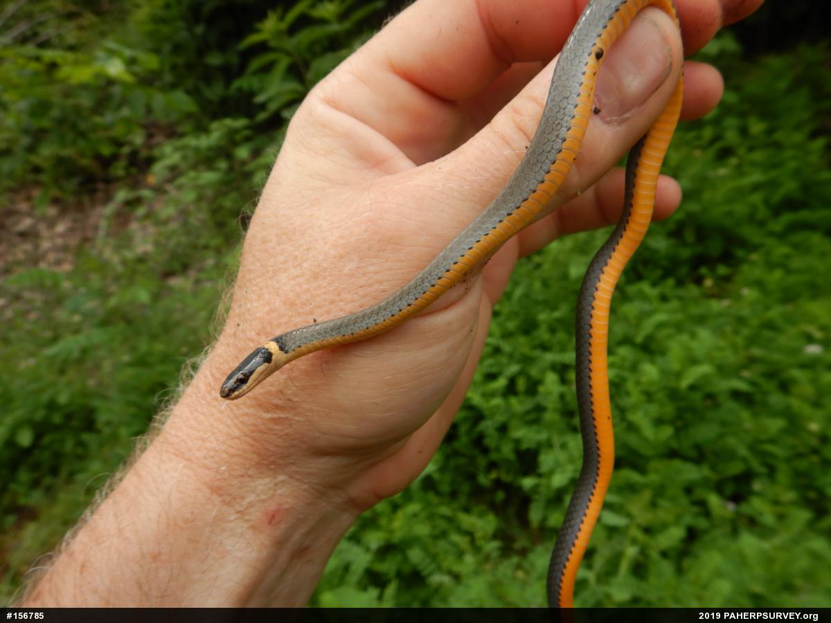 Northern Ring-necked Snake