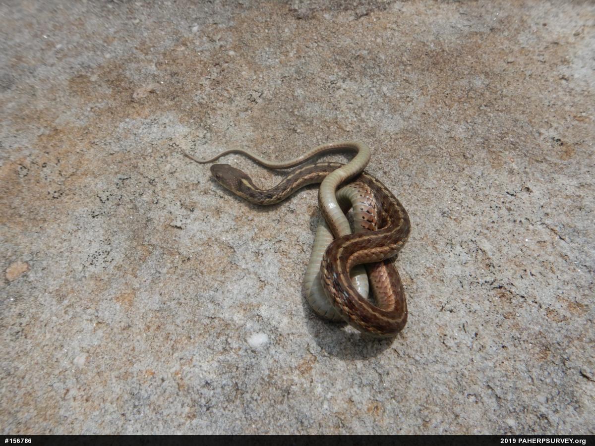 Eastern Gartersnake