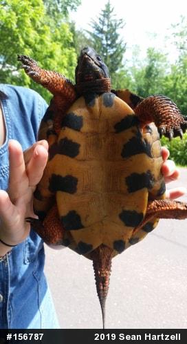 Wood Turtle