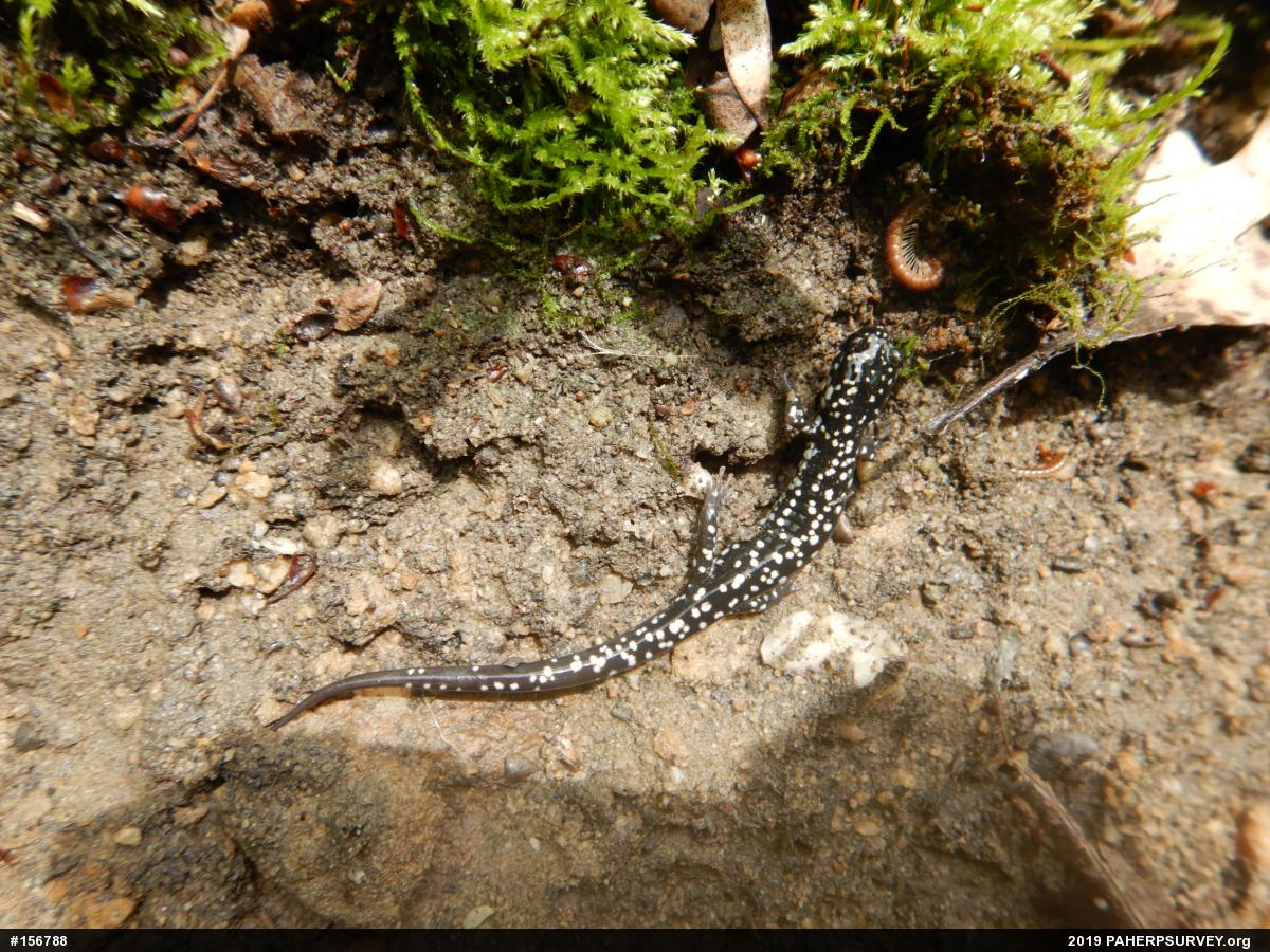 Northern Slimy Salamander