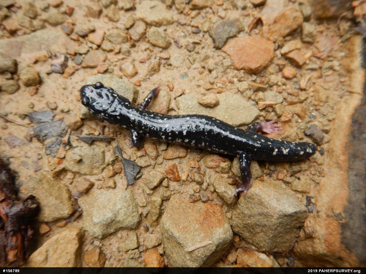 Northern Slimy Salamander