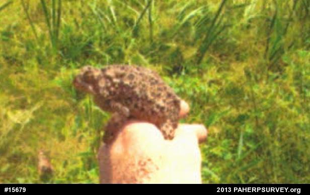 Eastern American Toad
