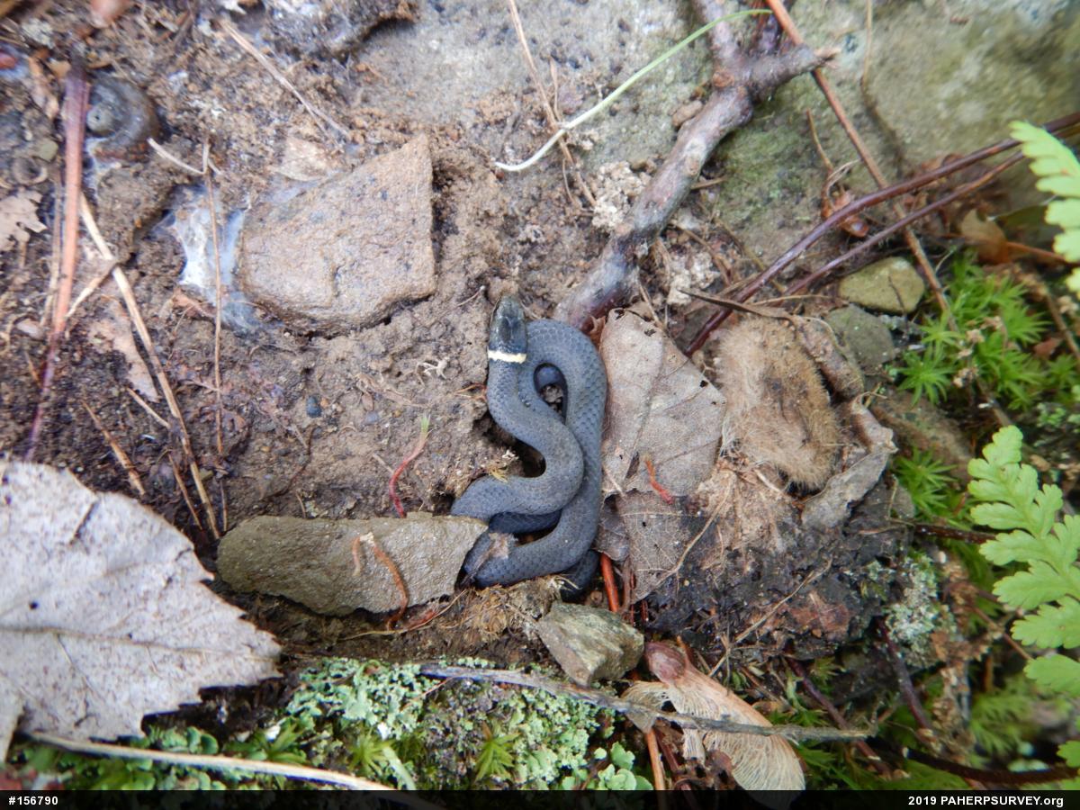 Northern Ring-necked Snake