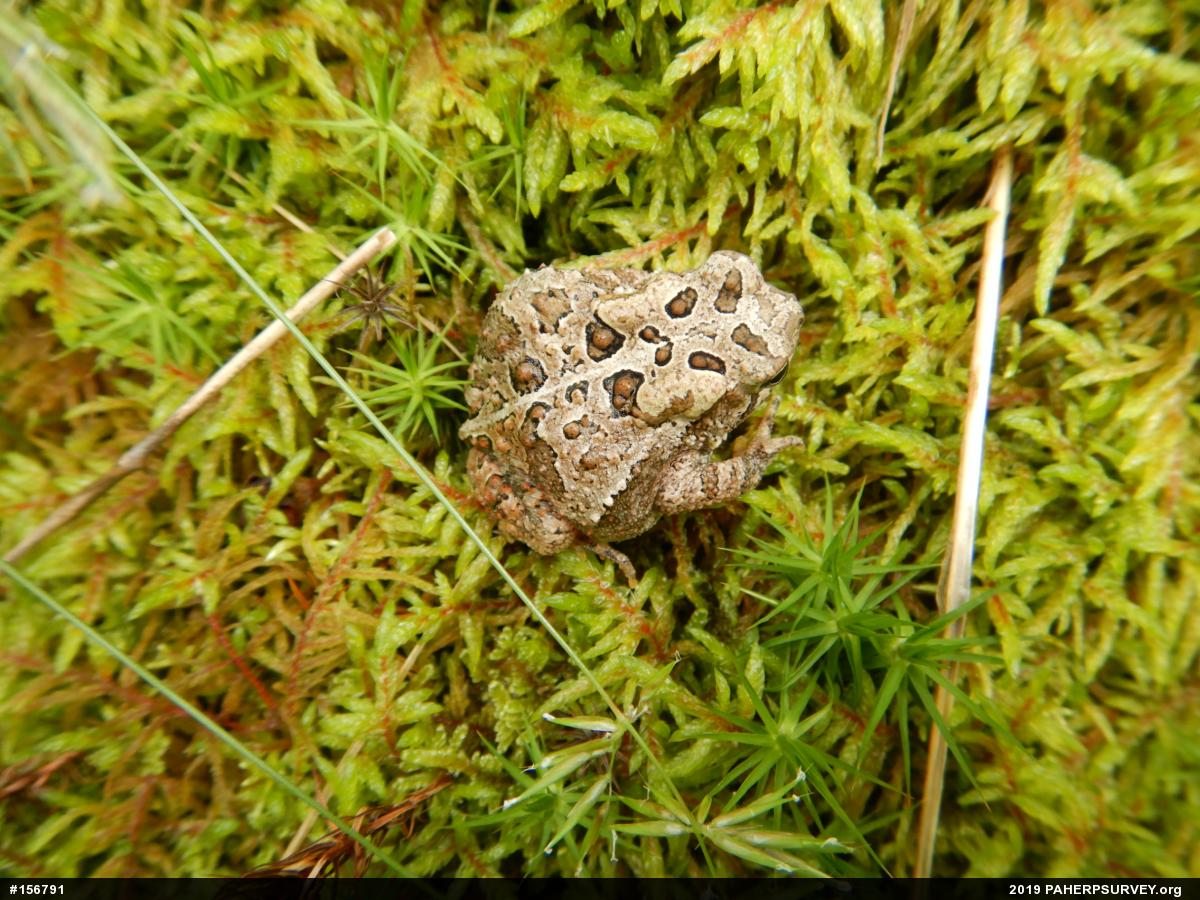 Eastern American Toad