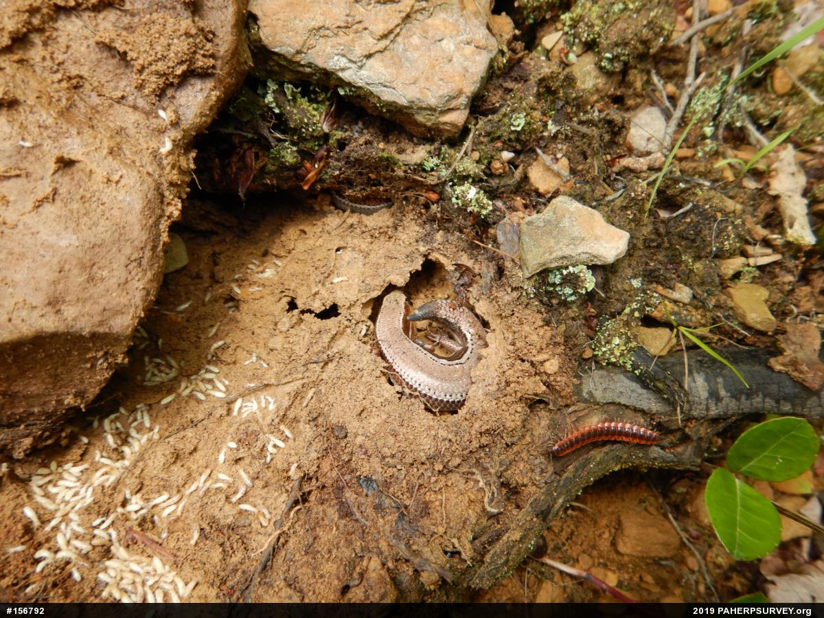 Northern Coal Skink