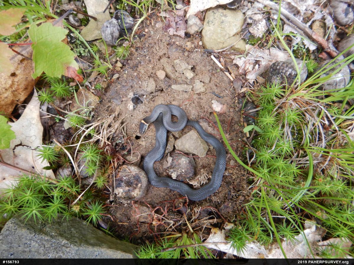Northern Ring-necked Snake