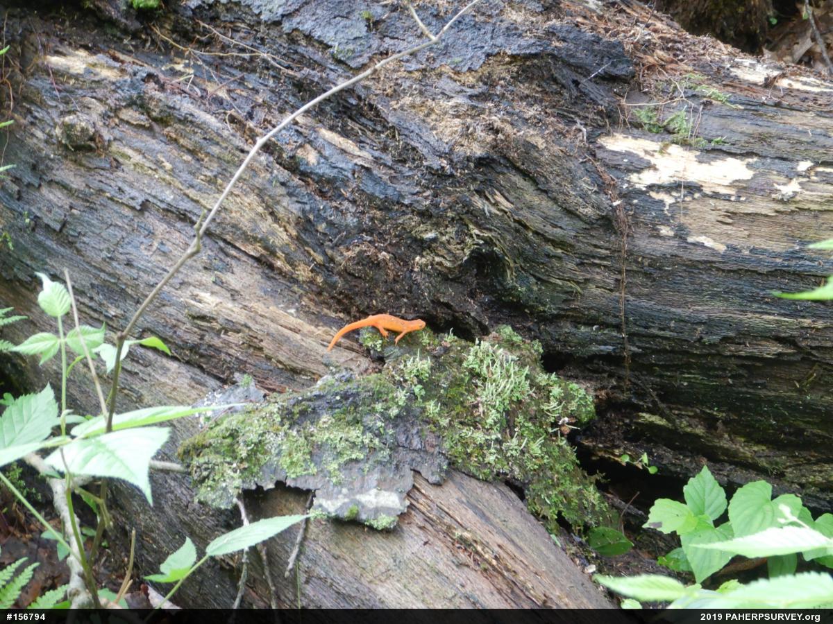 Red-spotted Newt