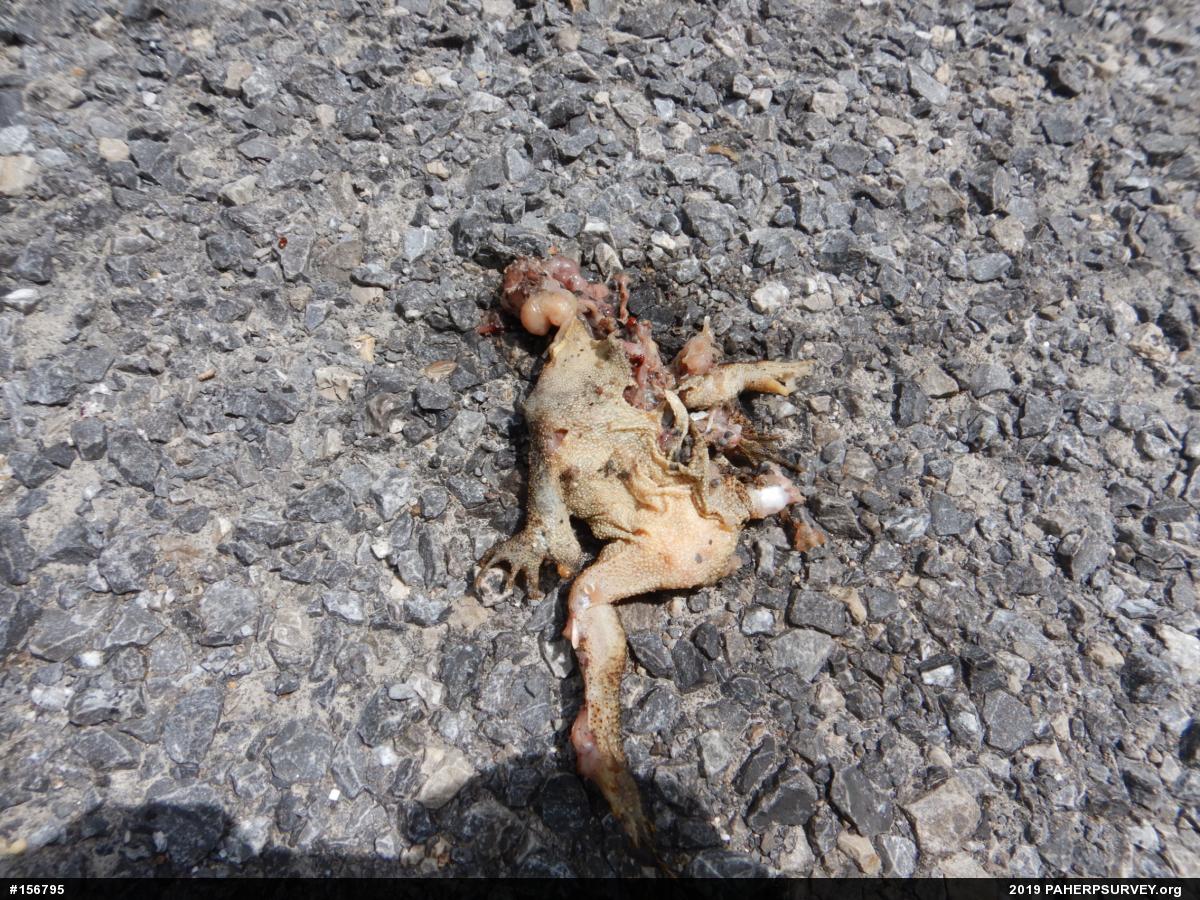 Eastern American Toad