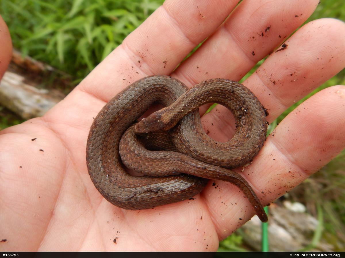 Red-bellied Snake
