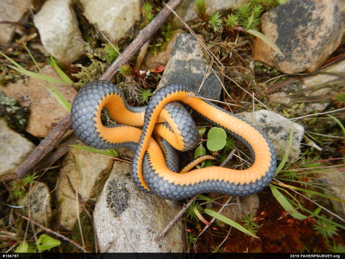 Northern Ring-necked Snake