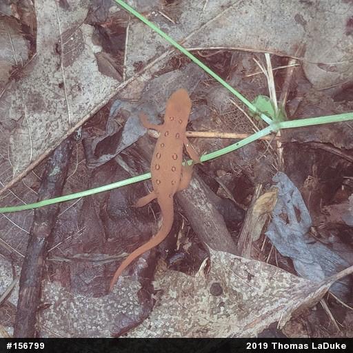 Red-spotted Newt