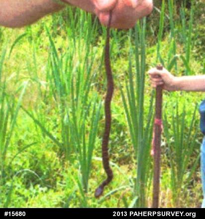 Northern Watersnake
