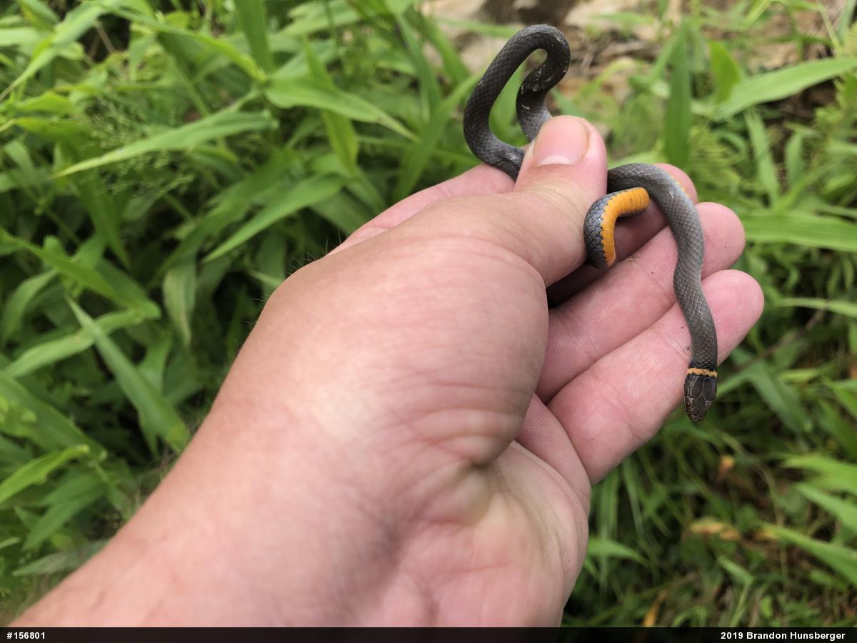 Northern Ring-necked Snake
