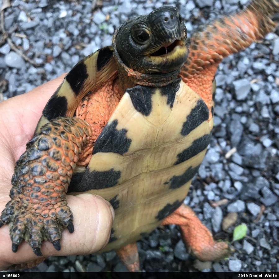 Wood Turtle