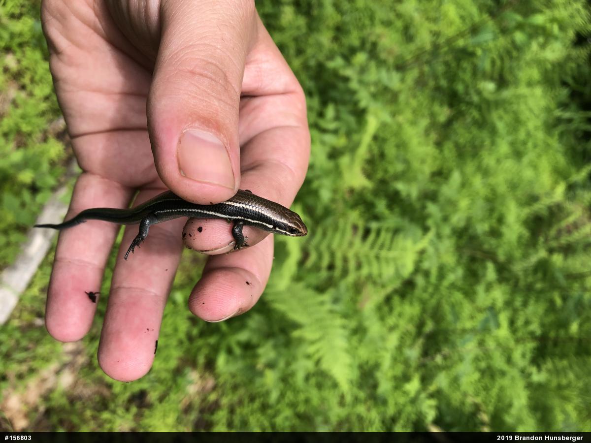 Northern Coal Skink