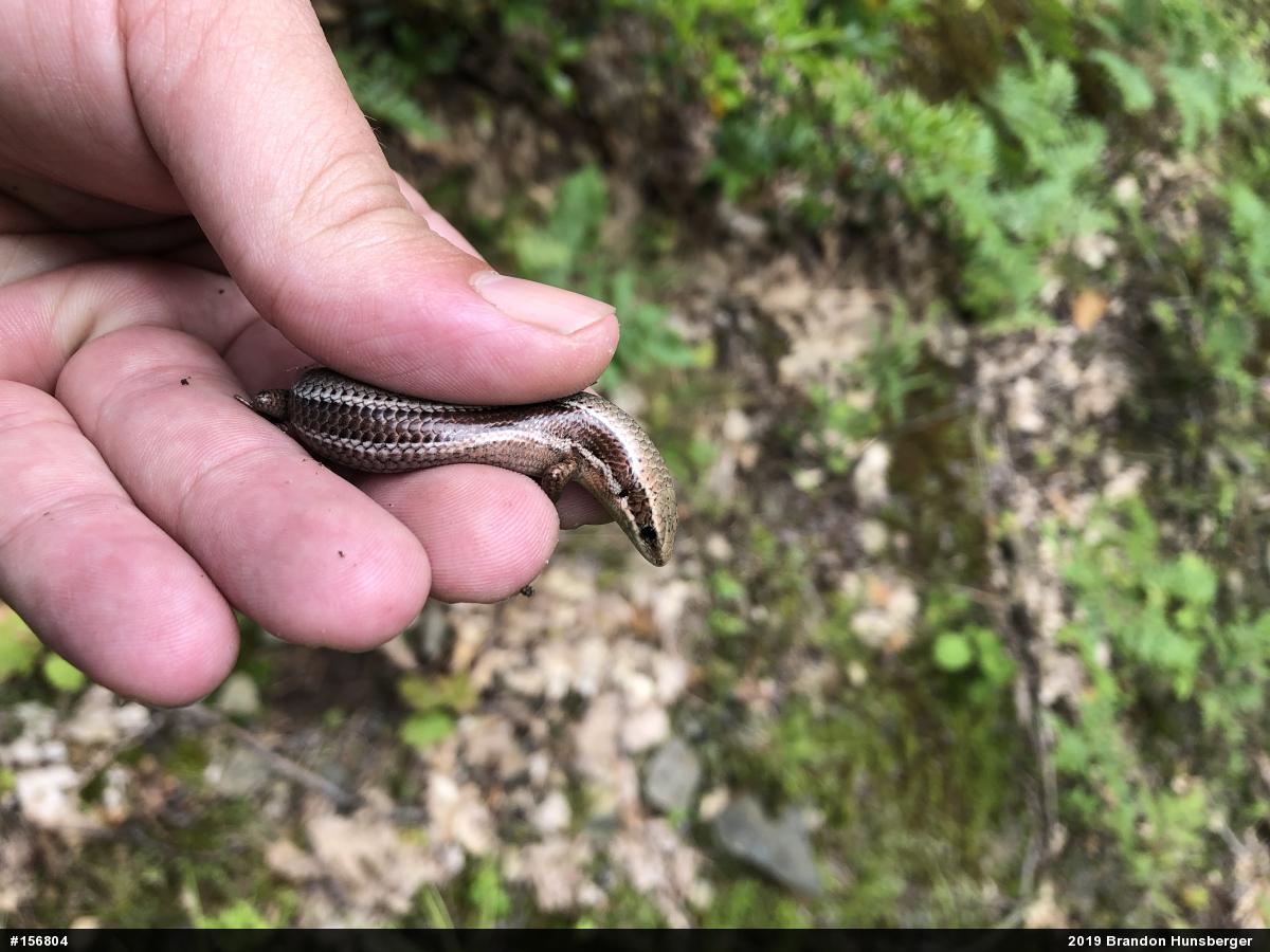Northern Coal Skink