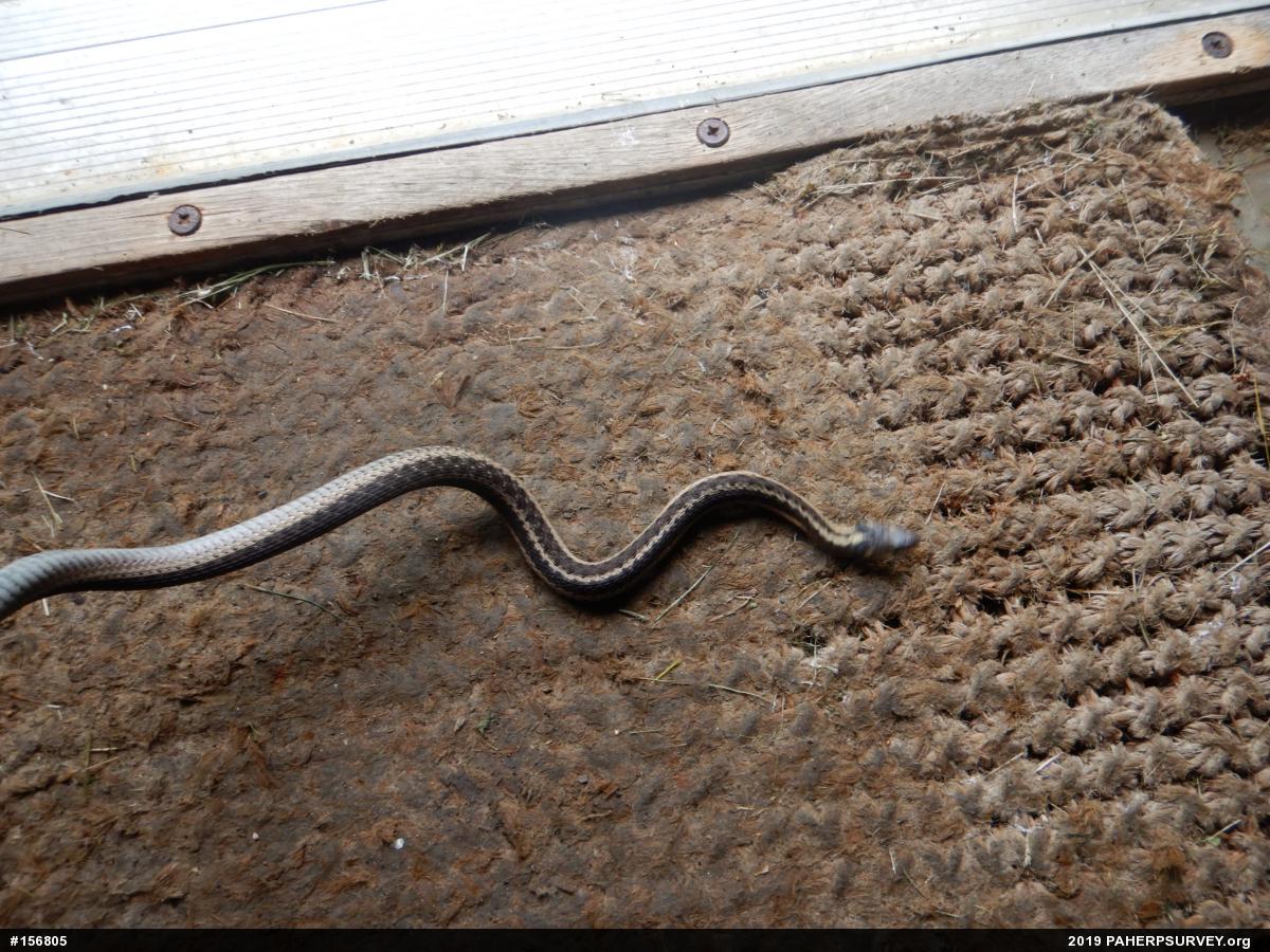 Eastern Gartersnake