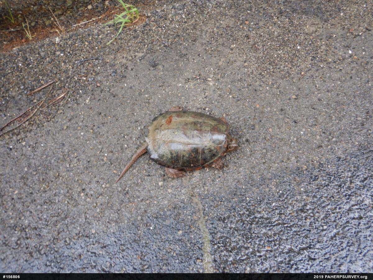 Snapping Turtle