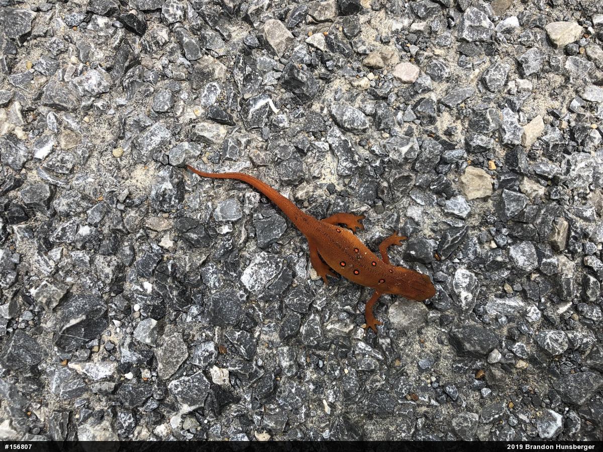 Red-spotted Newt