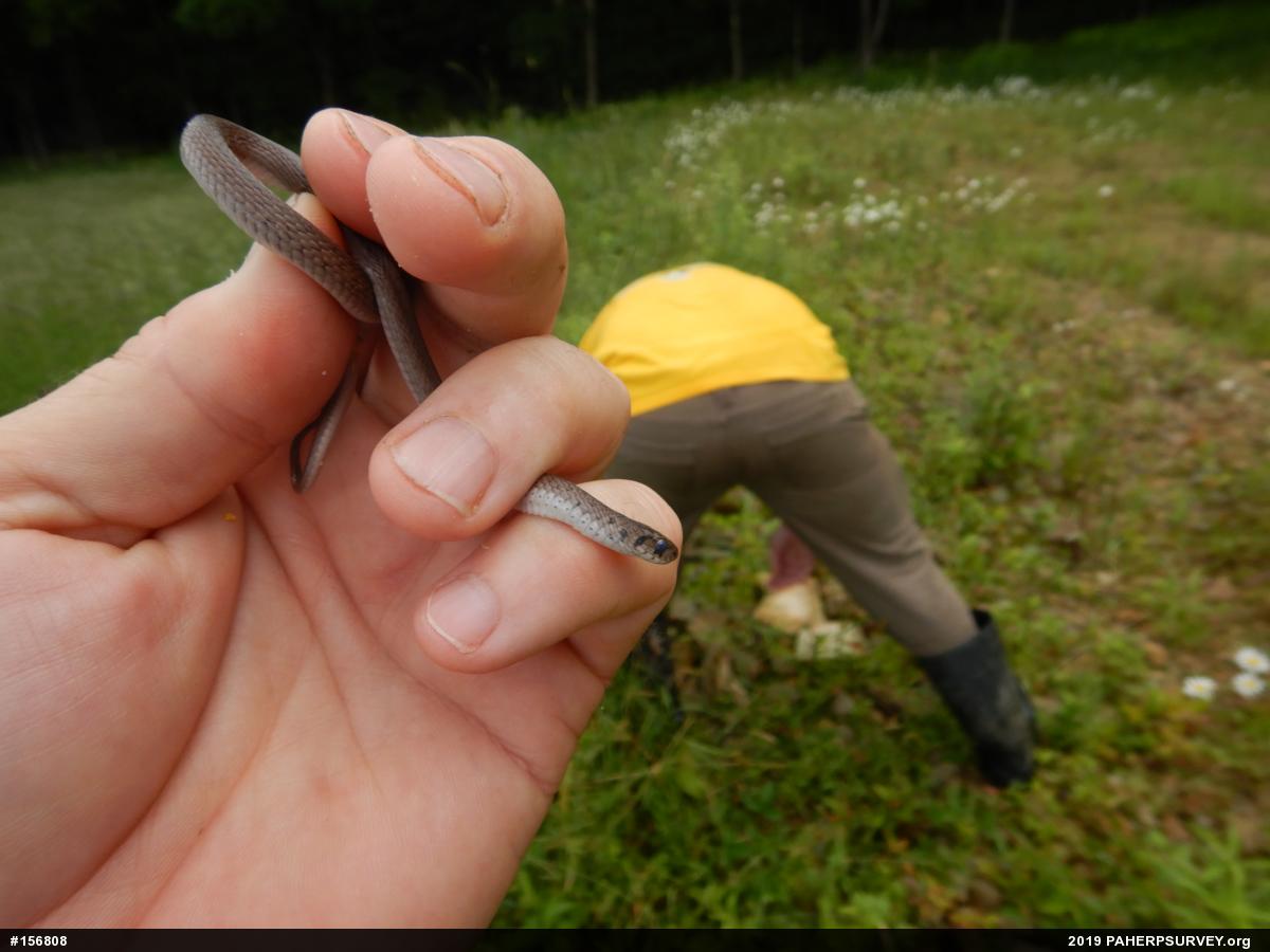 Dekay's Brownsnake