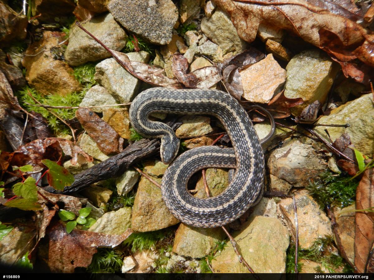 Eastern Gartersnake
