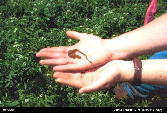 Eastern Long-tailed Salamander