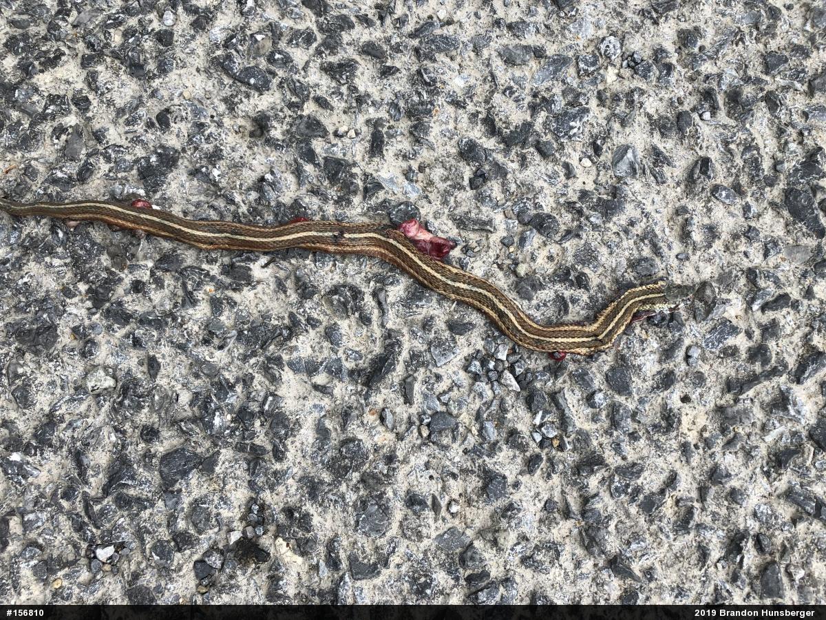 Shorthead Gartersnake