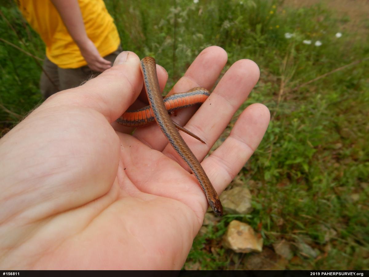 Red-bellied Snake