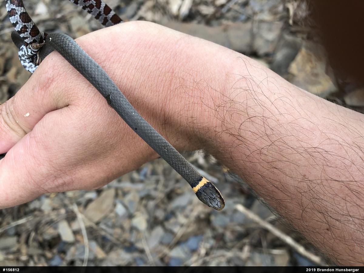 Northern Ring-necked Snake
