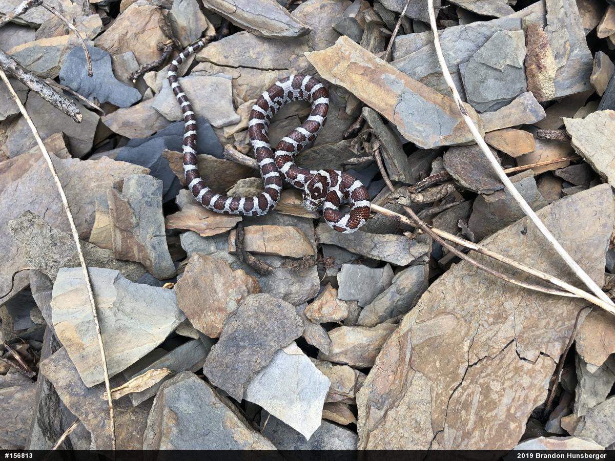 Eastern Milksnake