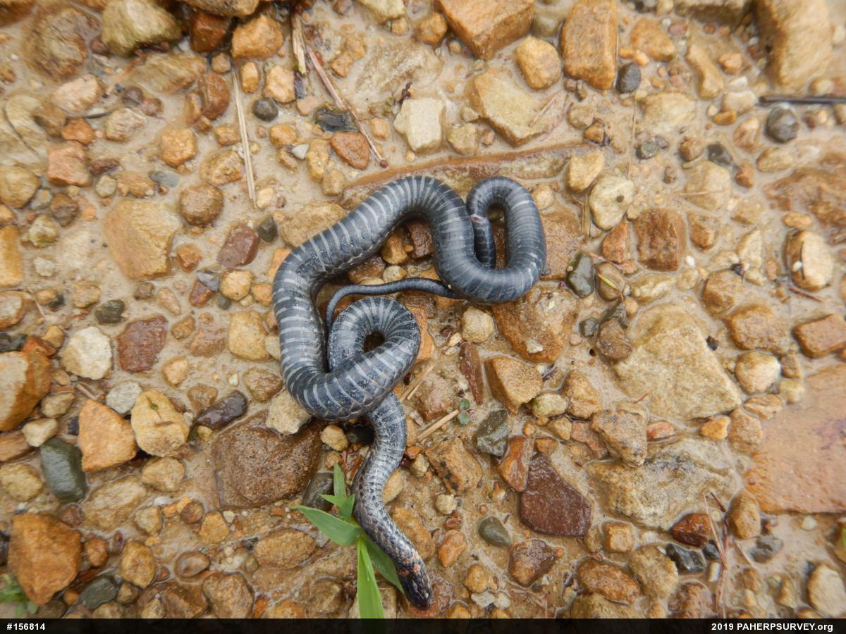 Red-bellied Snake