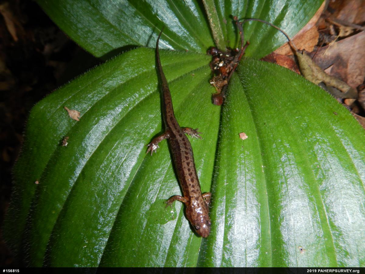 Allegheny Mountain Dusky Salamander