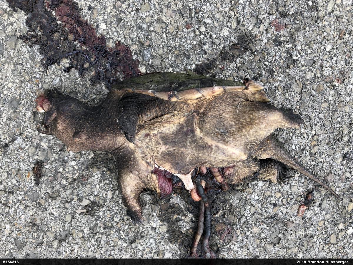 Snapping Turtle