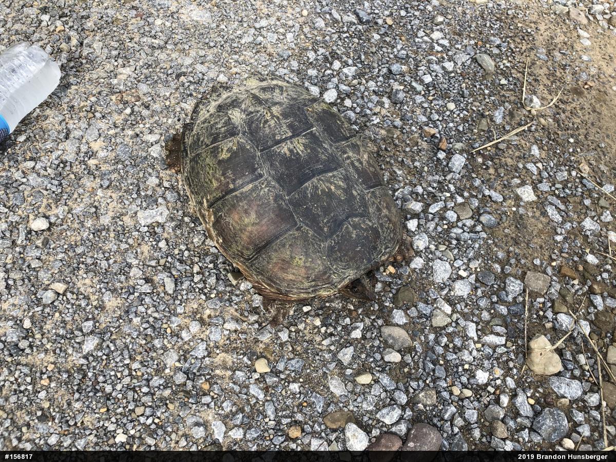 Snapping Turtle